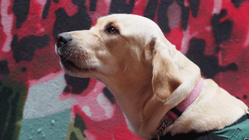Photo of a Labrador X Golden Retriever dog